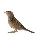 Wild Bird Seed Mixes & Supplies for Parrots