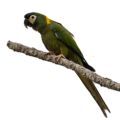 Yellow Collared Macaw Accessories