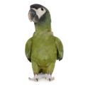 Yellow Collared Macaw Cages