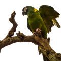 Yellow Collared Macaw Stands
