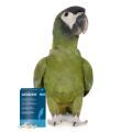 Yellow Collared Macaw Supplements