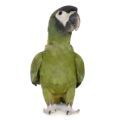Yellow Collared Macaw Supplies
