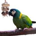 Yellow Collared Macaw Toys
