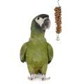 Yellow Collared Macaw Treats