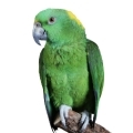 Yellow Naped Amazon Accessories