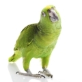 Yellow Naped Amazon Cages