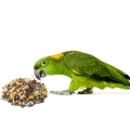 Yellow Naped Amazon Food