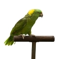 Yellow Naped Amazon Stands