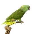 Yellow Naped Amazon Supplements