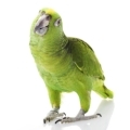 Yellow Naped Amazon Supplies