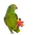 Yellow Naped Amazon Toys