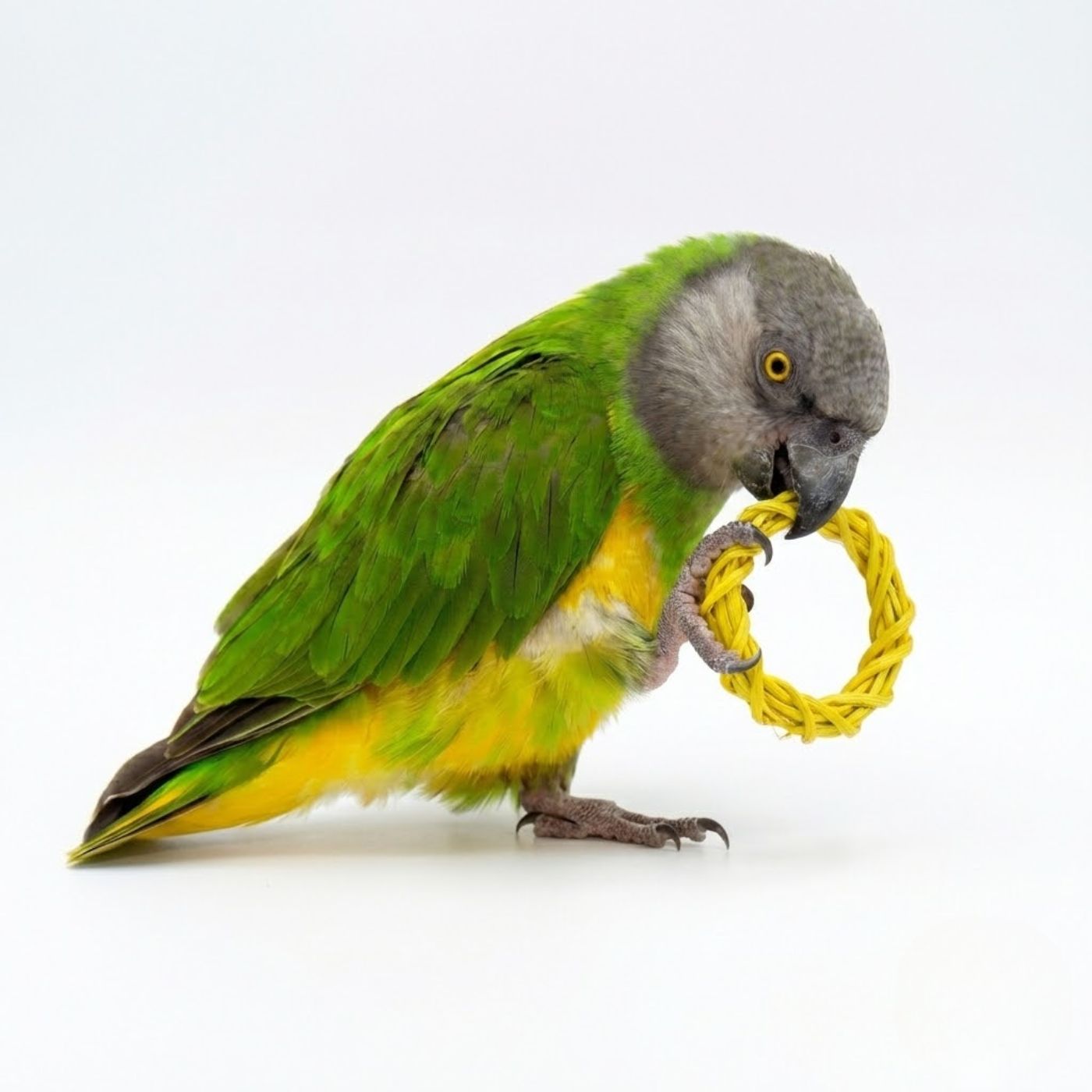 Coloured Willow Ring Woven Parrot Toy-Making Parts
