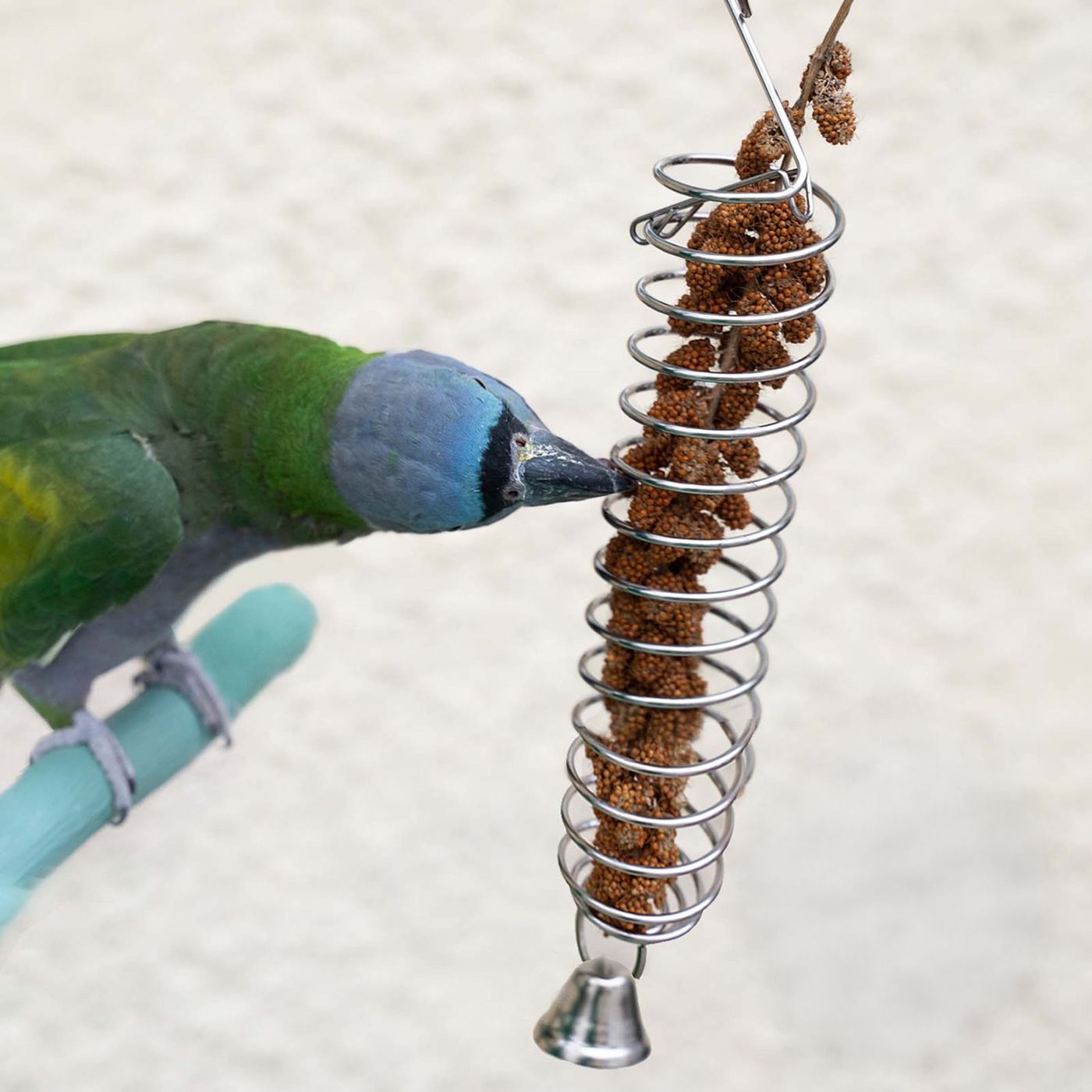 Parrot Pecking at Millet from Holder with Bell