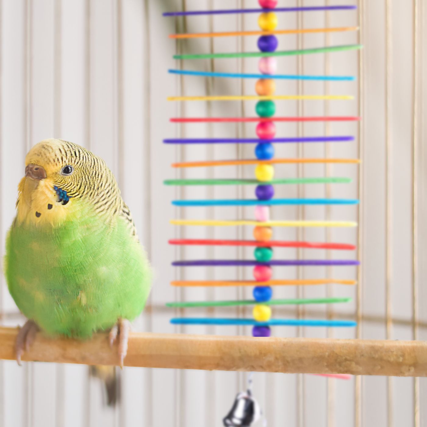 Budgie with the Popsicle Sticks Parakeet & Parrot Toy with Bell