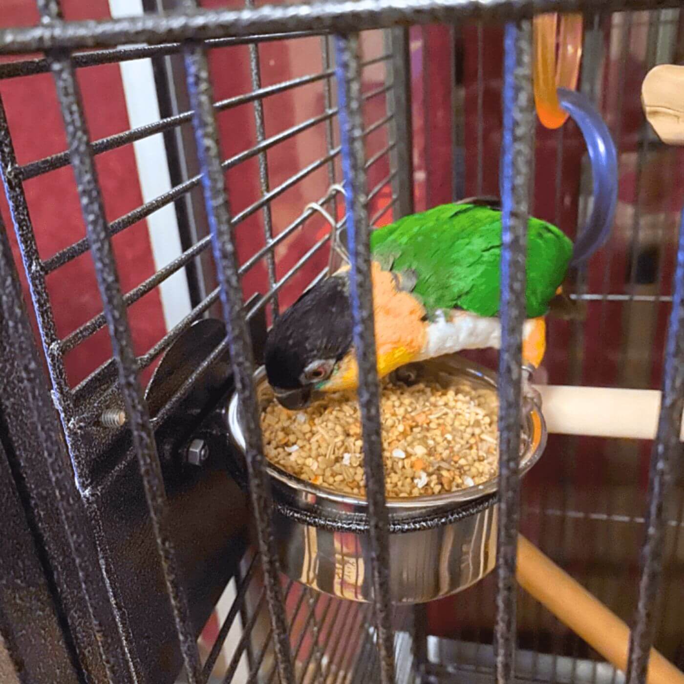Tropimix Formula Cockatiels and Lovebirds Food Customer Testimonial