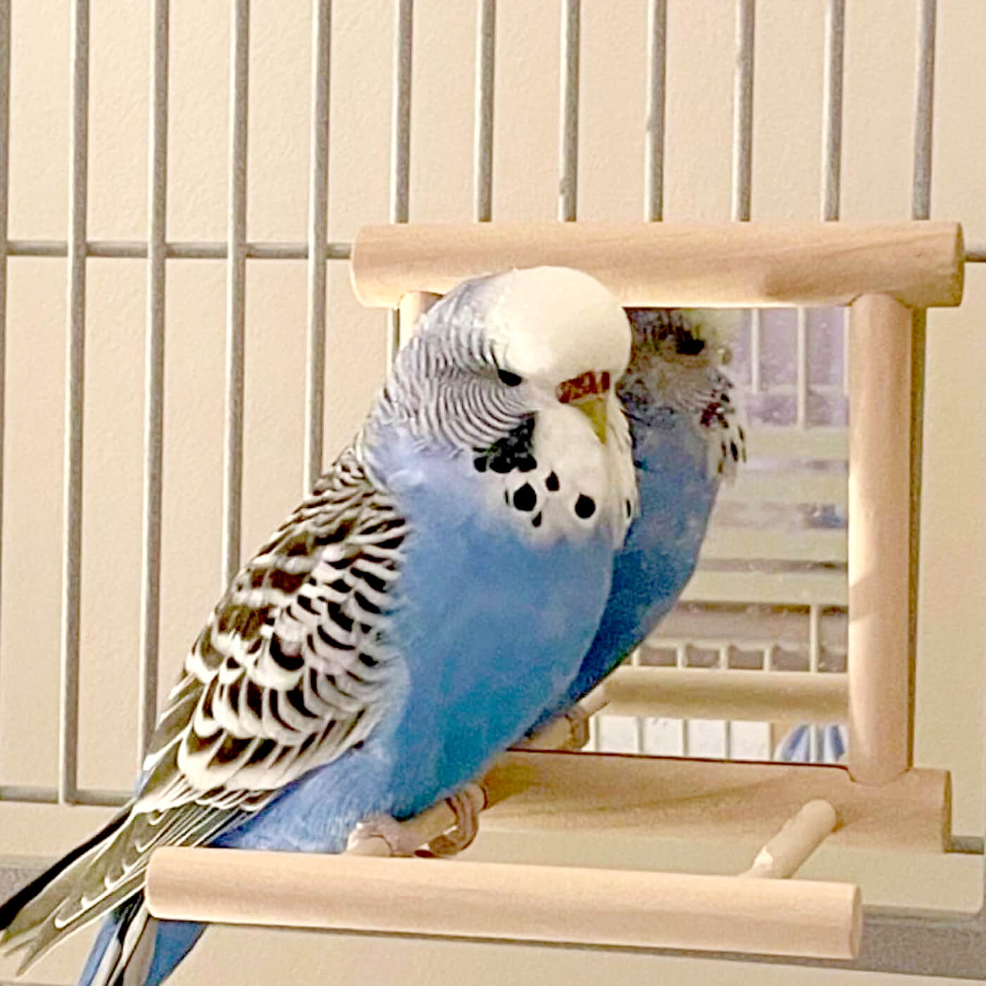 Bird Cage Mirror with Perch for Budgies & Small Parrots