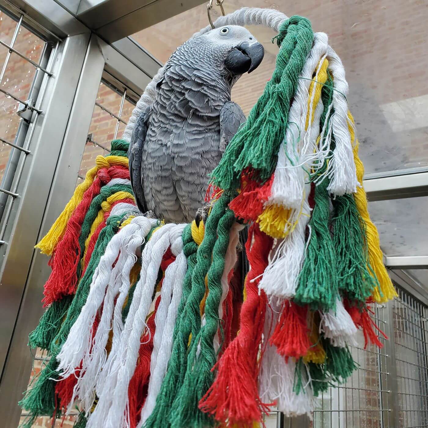 African Grey Enjoying the Rainbow Cotton Preening Swinging Parrot Toy