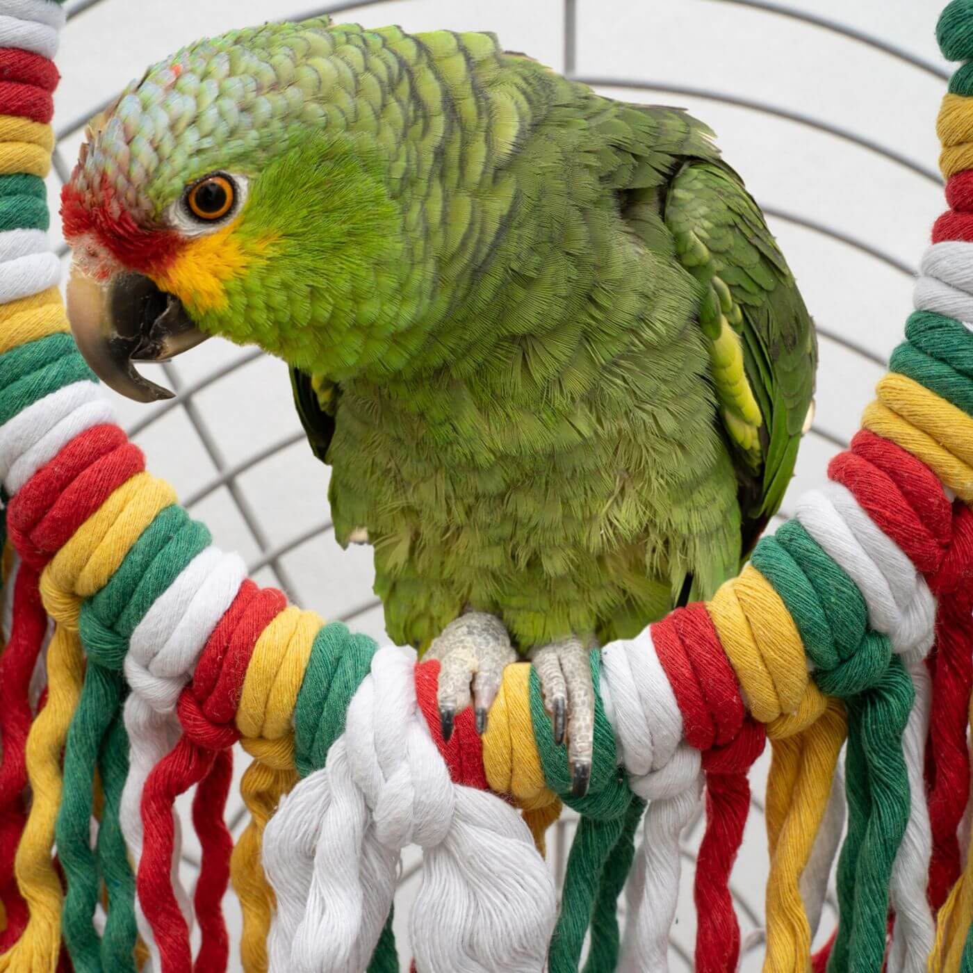 Amazon Parrot on the Rainbow Cotton Preening Swing