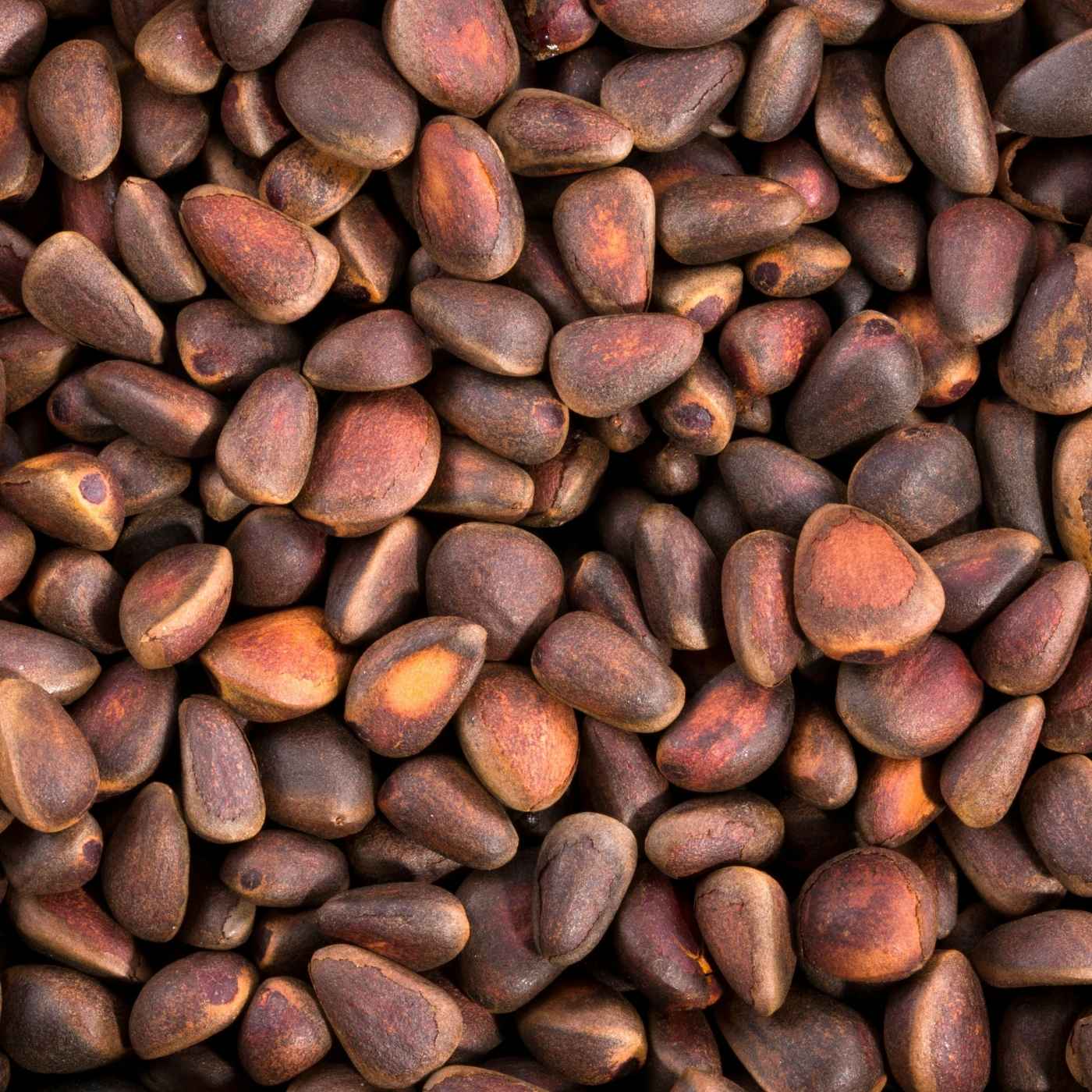 Pine Nuts Parrot & Bird Treat