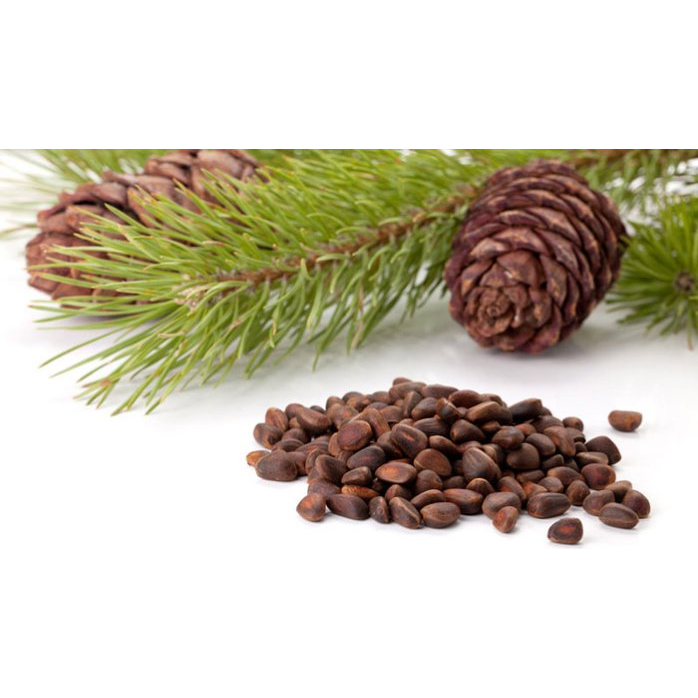 Cedar Nuts Natural Parrot Treat - Large - 100g