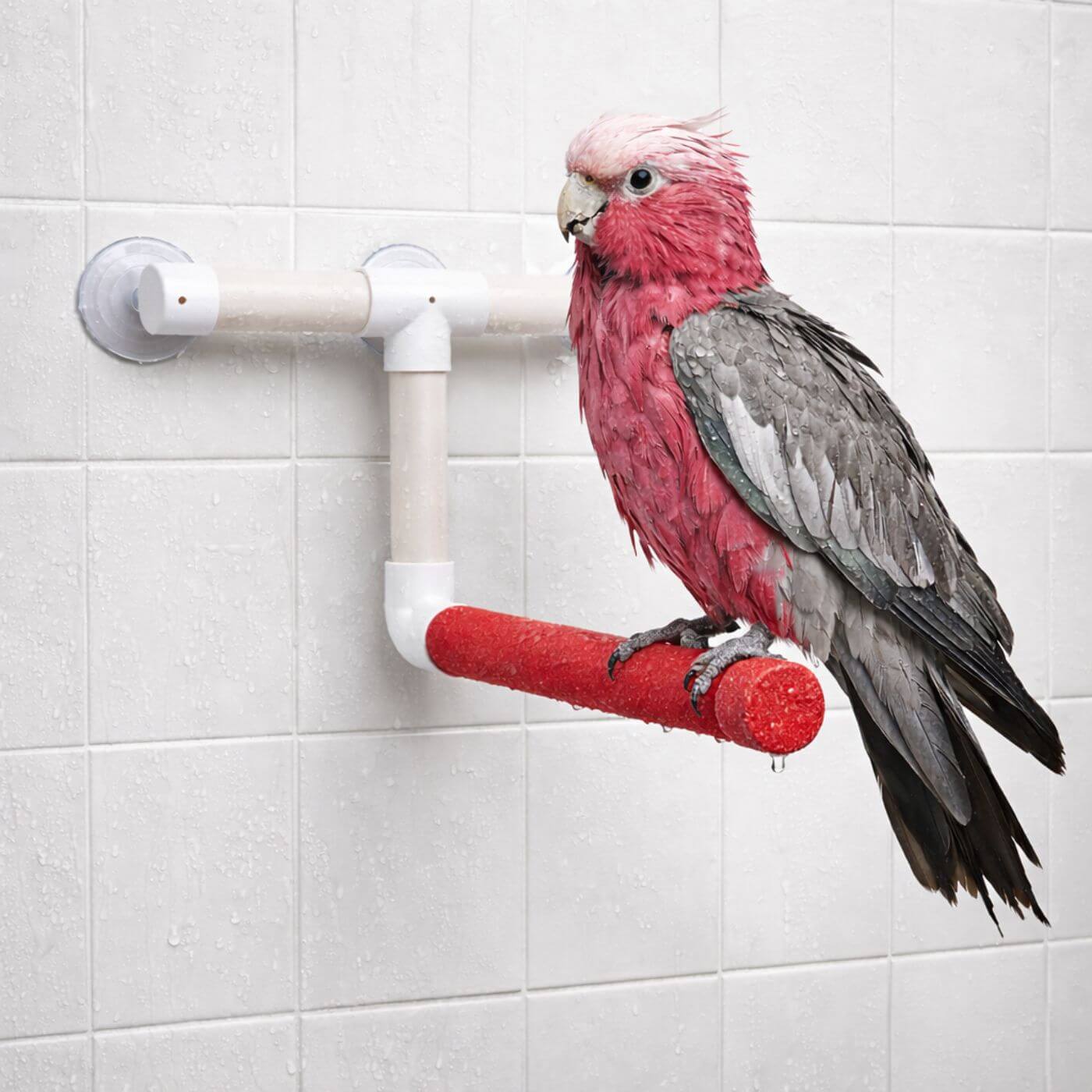 Medium Nail Care Shower Parrot Perch
