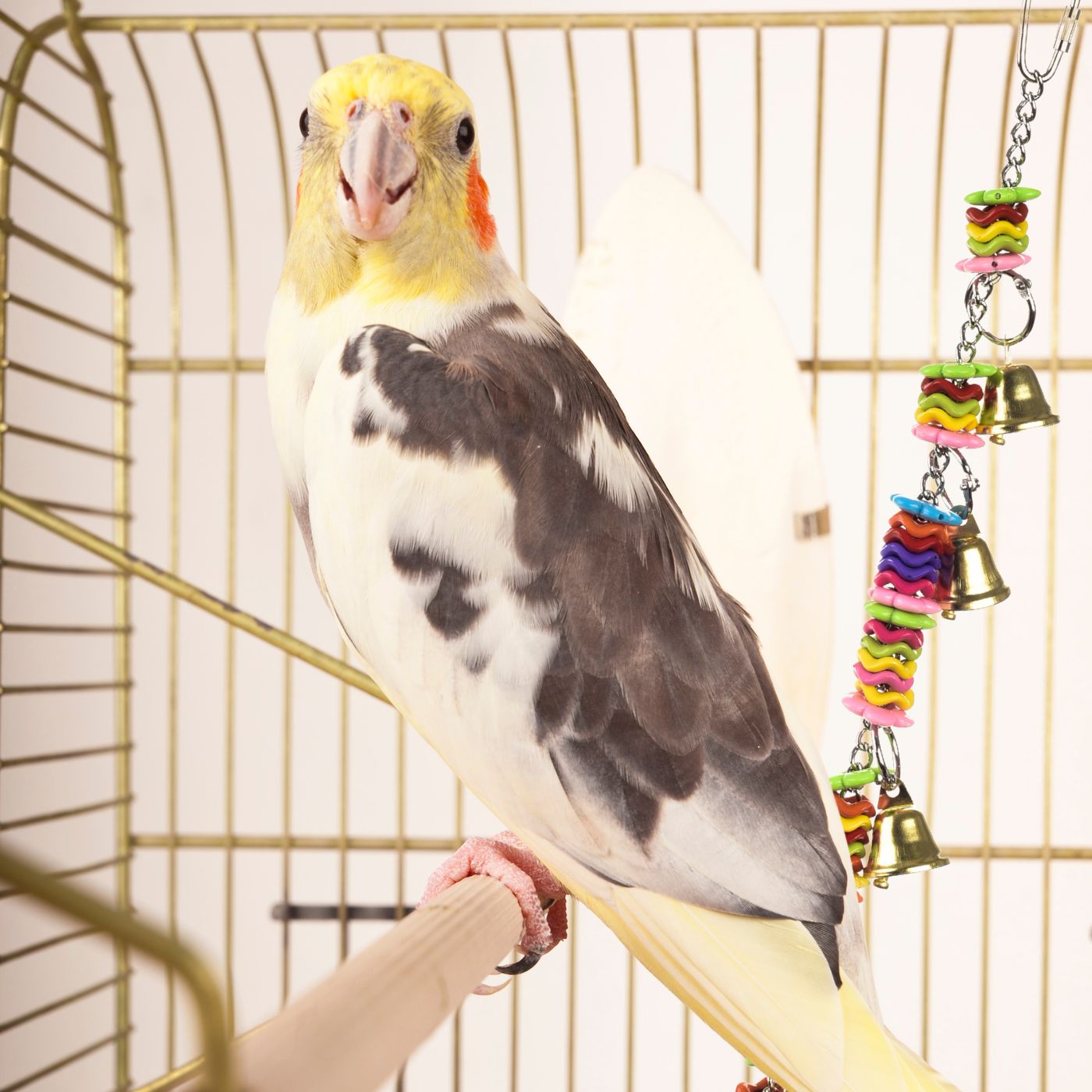 Cockatiel with the Acrylic & Bells Bridge