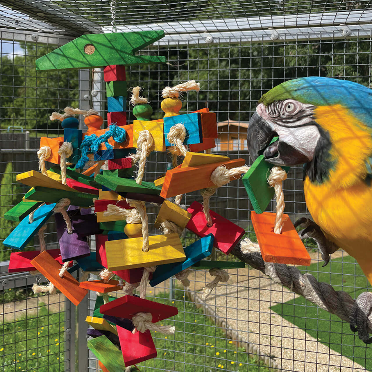 Pterodactyl Chewable Parrot Toy