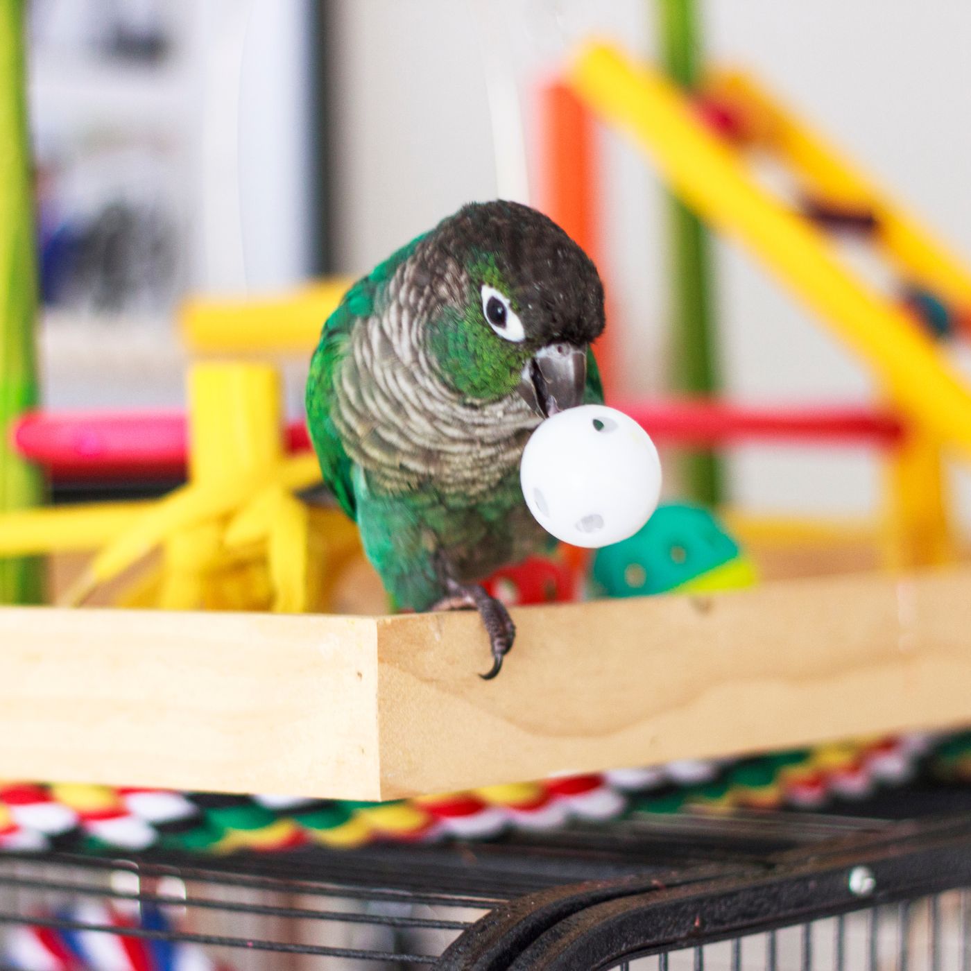 Colourful Plastic Wiffle Balls for Parrots - 6 Pack
