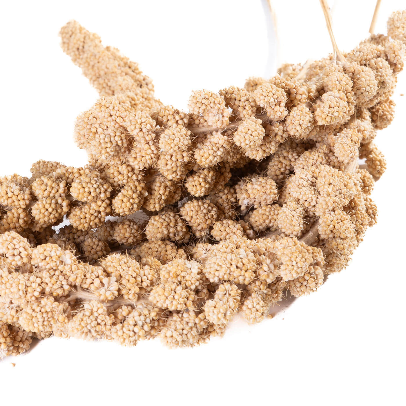 Traditional Large Millet Sprays Parrot Treat - 250g
