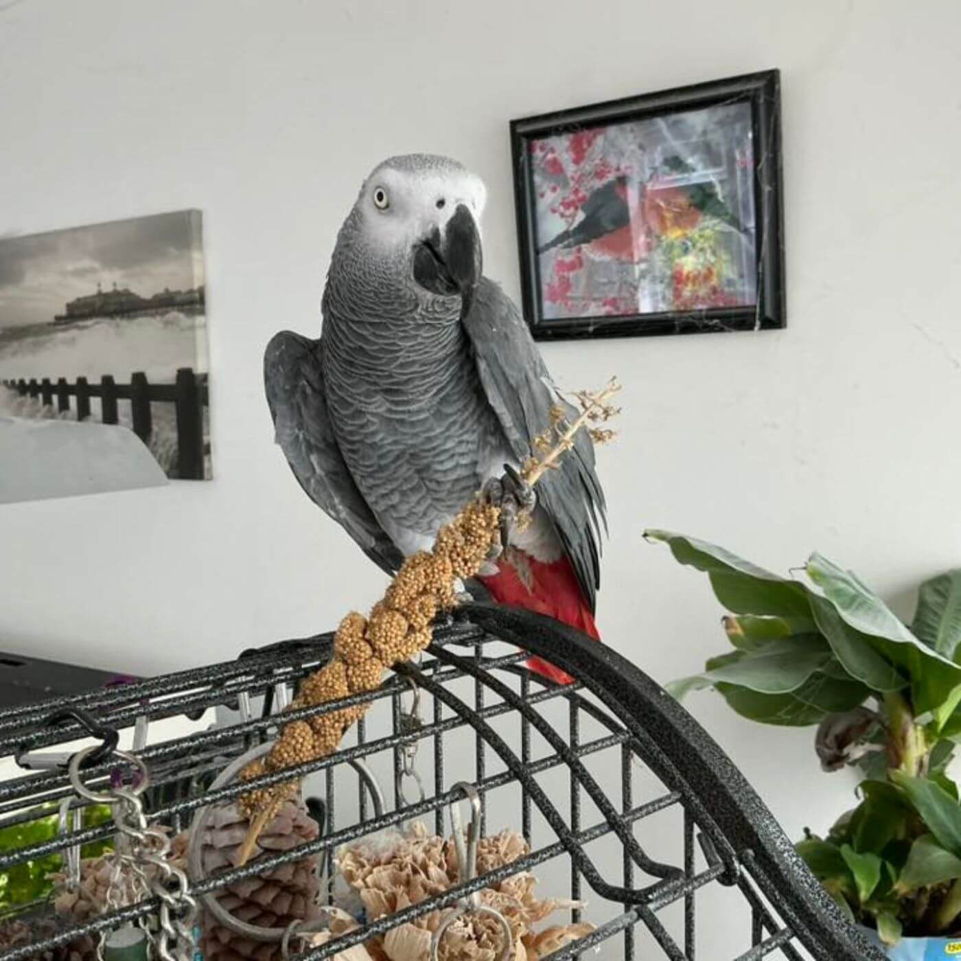 Traditional Large Millet Sprays Parrot Food & Treat Customer Testimonial