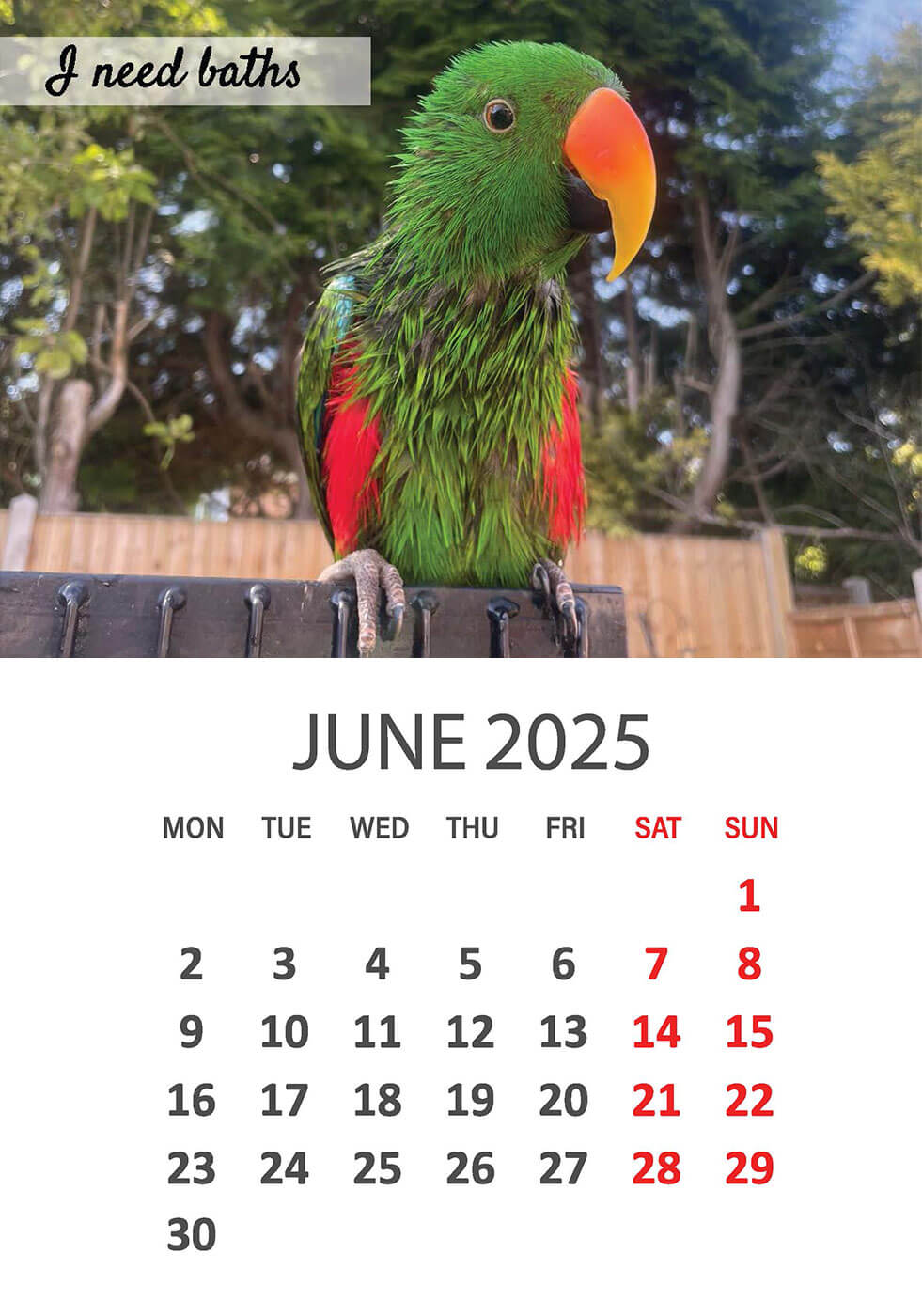 Charity Parrot Calendar 2025 in Aid of Busy Beaks Bird Rescue - June