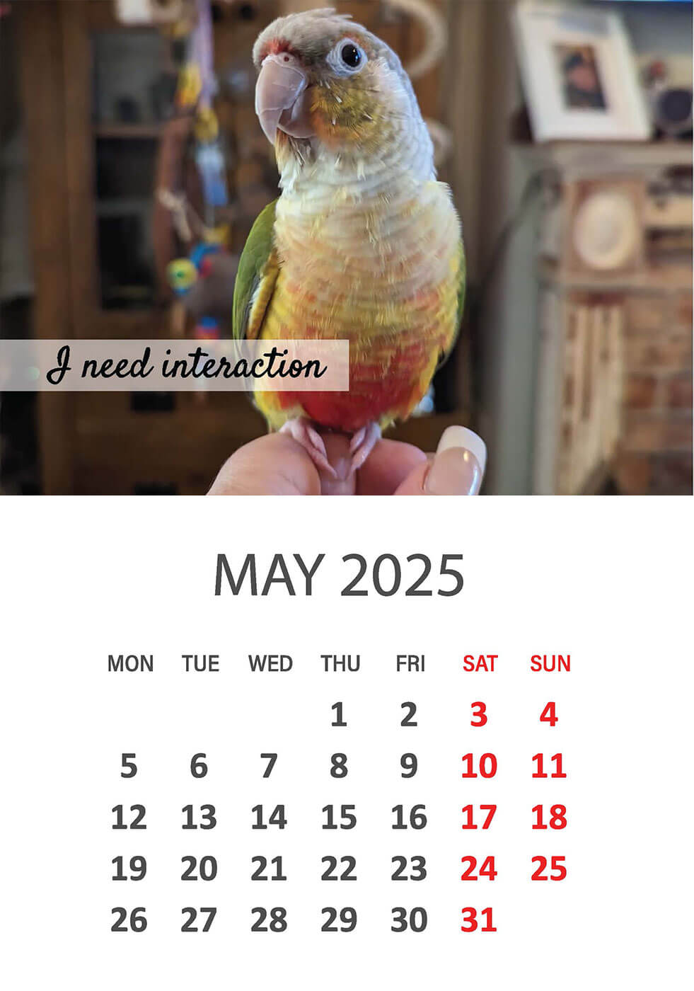 Charity Parrot Calendar 2025 in Aid of Busy Beaks Bird Rescue - May