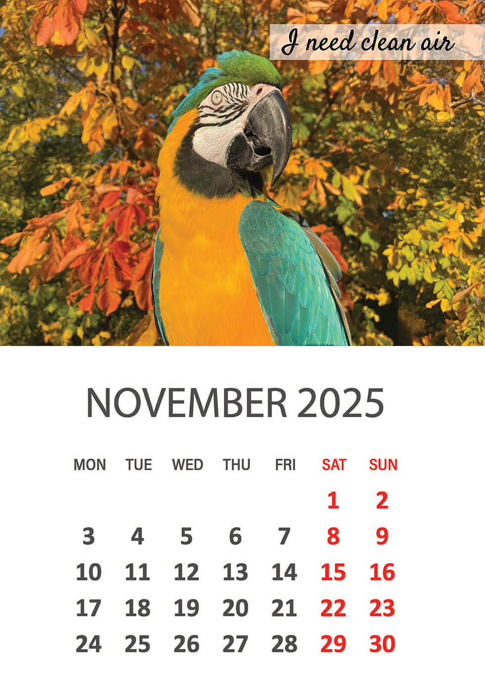 Charity Parrot Calendar 2025 in Aid of Busy Beaks Bird Rescue - November