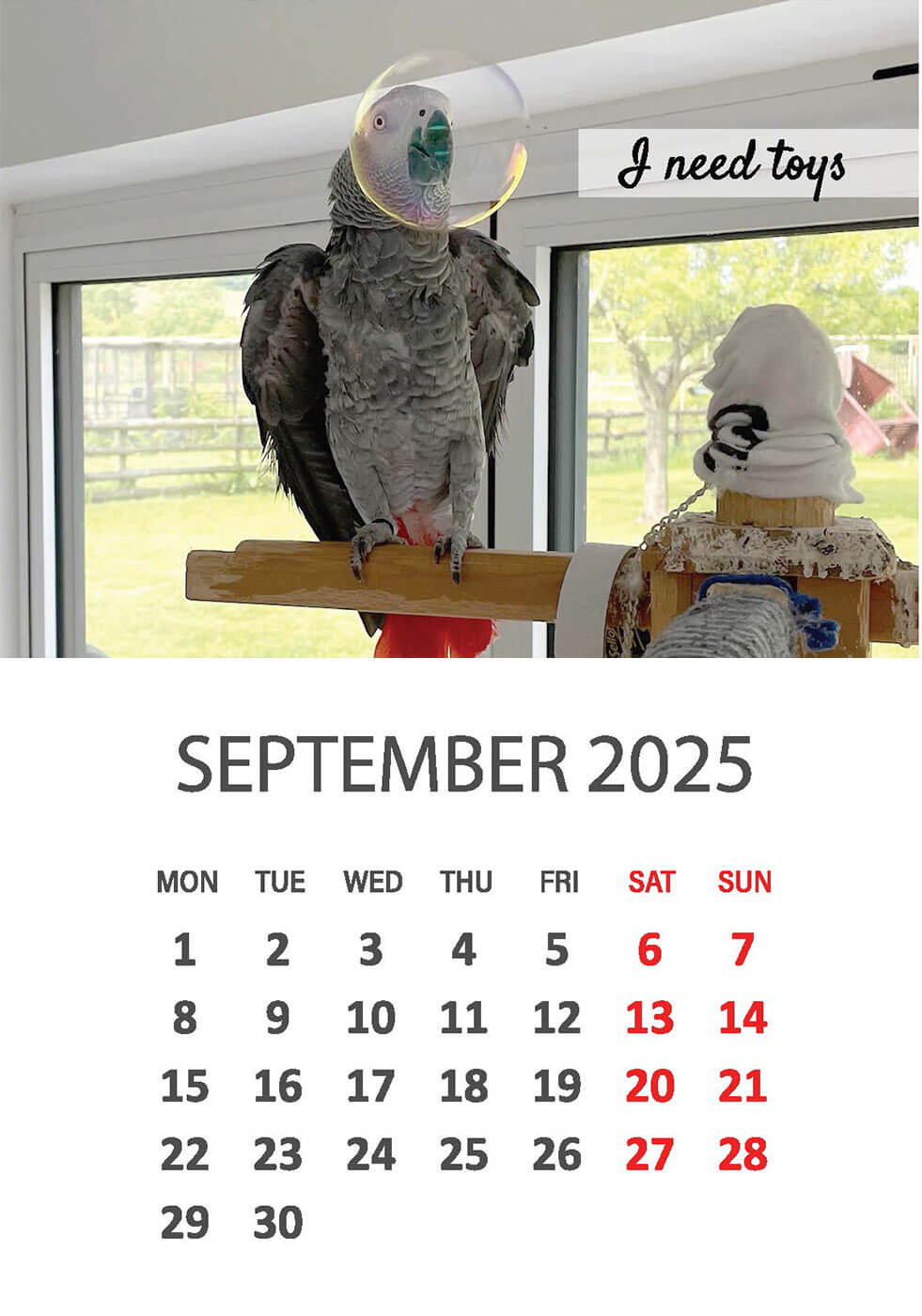 Charity Parrot Calendar 2025 in Aid of Busy Beaks Bird Rescue - September