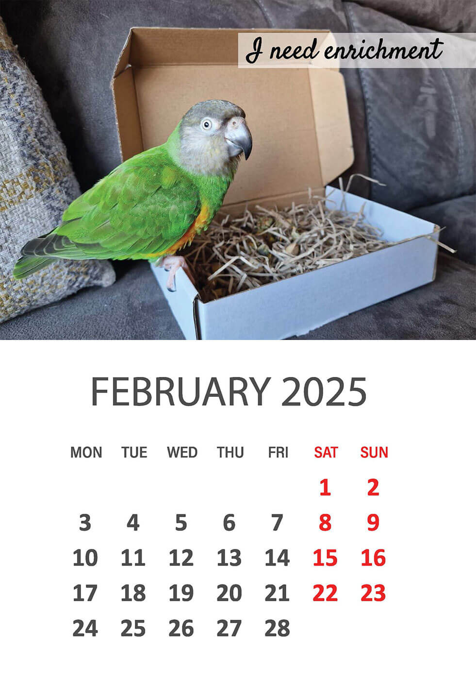 Charity Parrot Calendar 2025 in Aid of Busy Beaks Bird Rescue - February