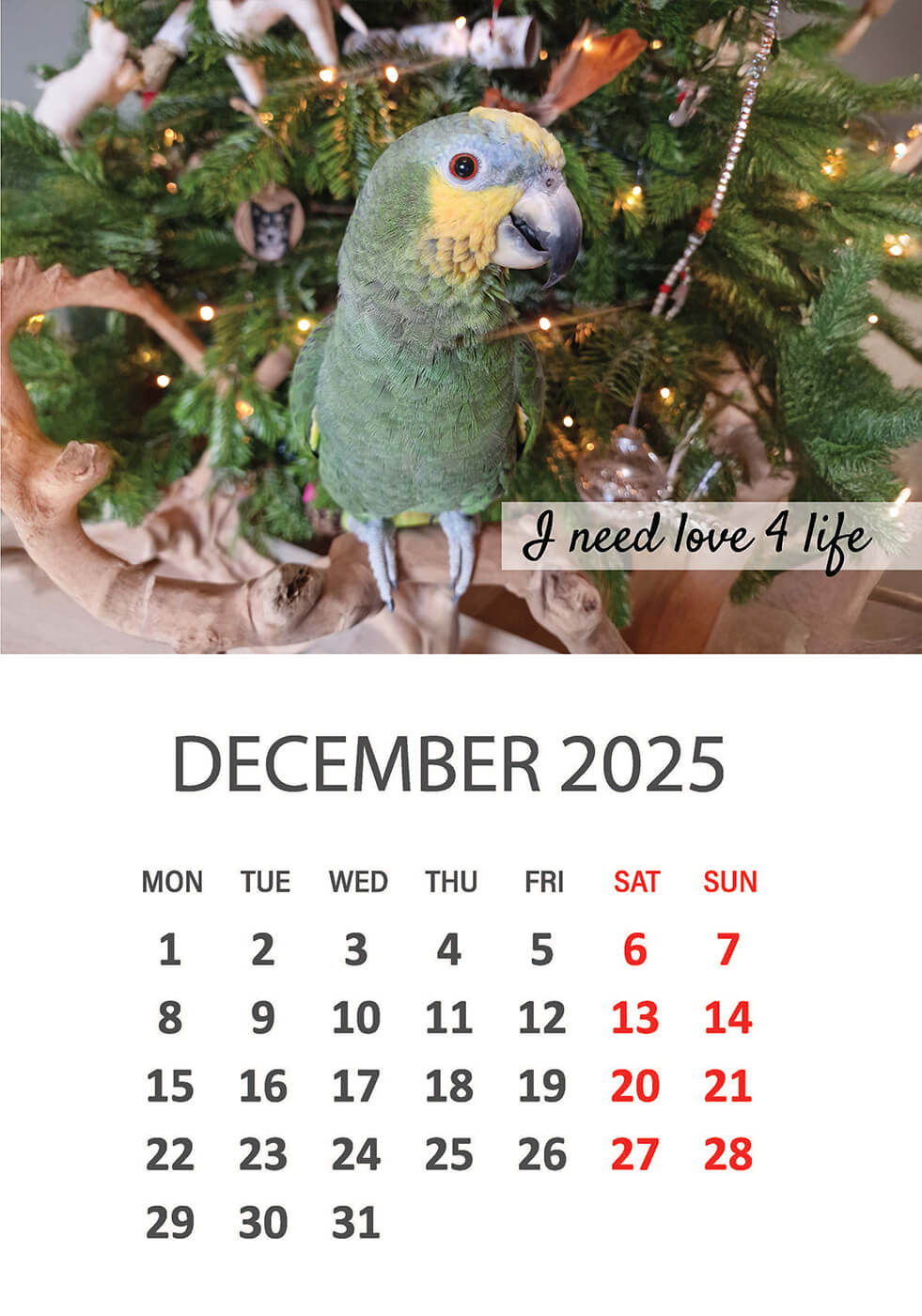 Charity Parrot Calendar 2025 in Aid of Busy Beaks Bird Rescue - December