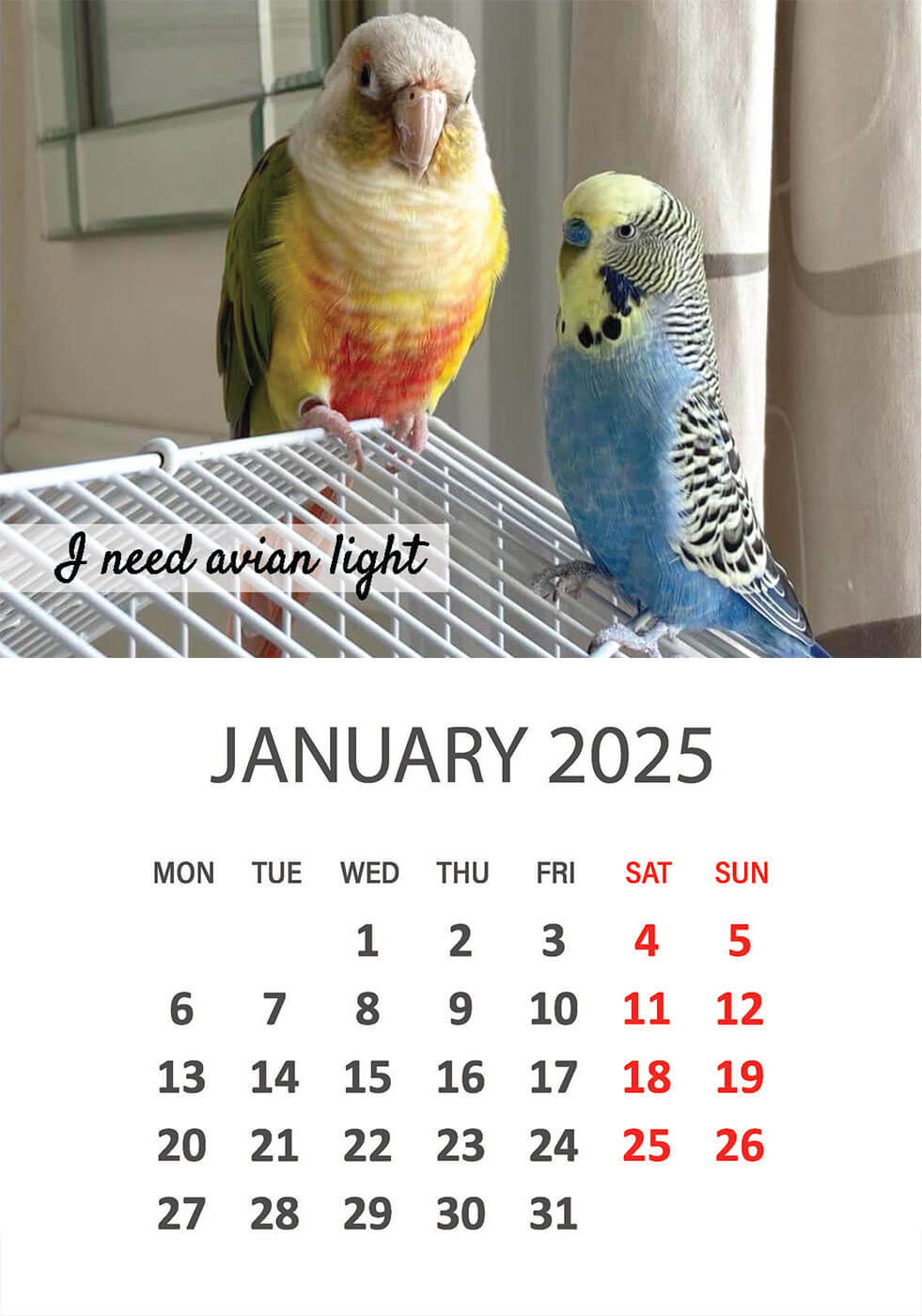 Charity Parrot Calendar 2025 in Aid of Busy Beaks Bird Rescue - January