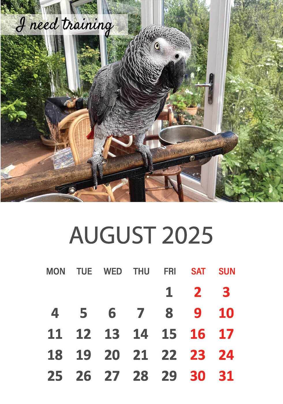 Charity Parrot Calendar 2025 in Aid of Busy Beaks Bird Rescue - August
