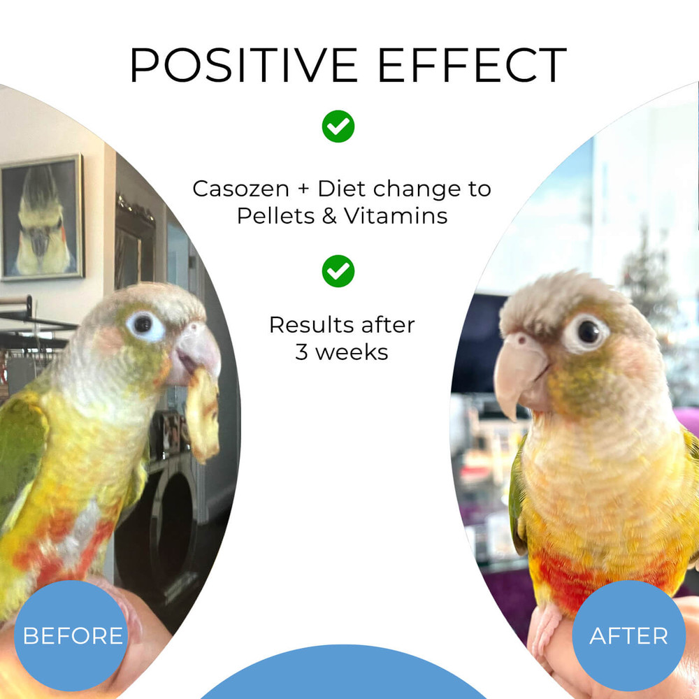 Casozen Before and After Results in a Pet Conure Parrot