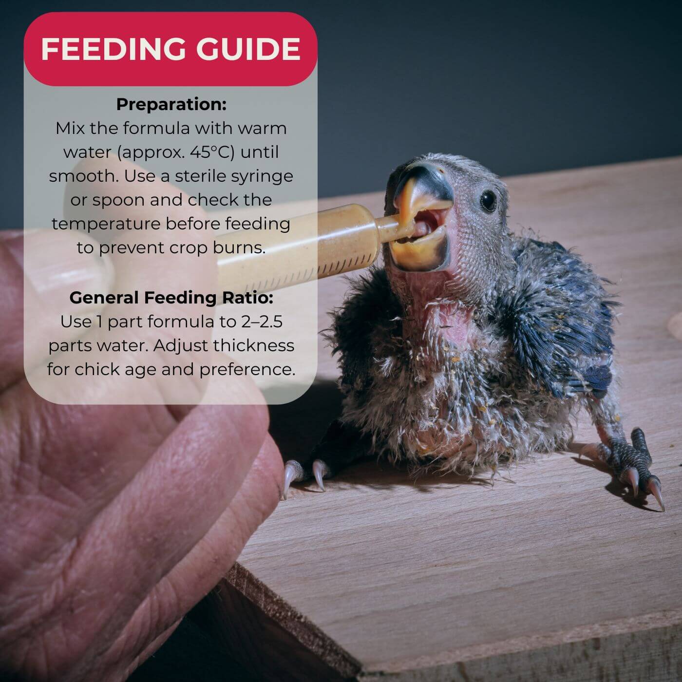 Askio Nature Nest Care Bird Hand Rearing Formula Feeding Guige