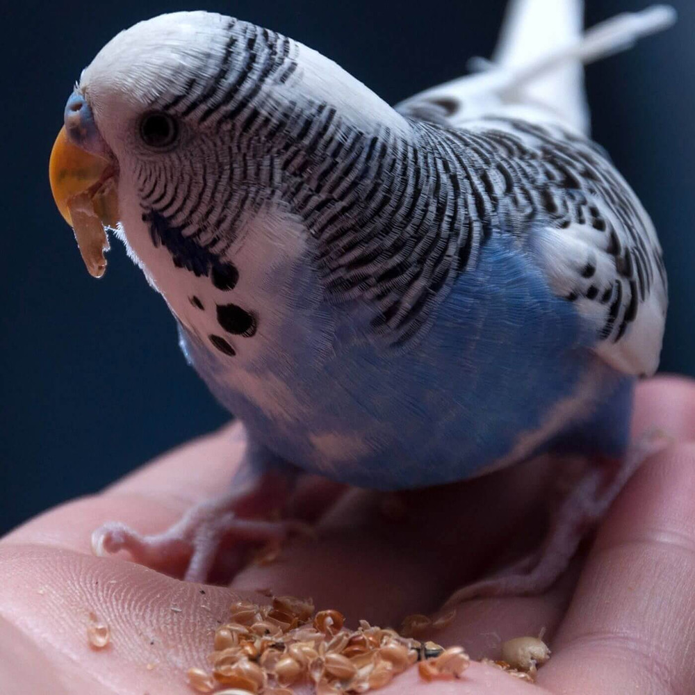 Natural Red Millet Seeds Enrichment Food Topper