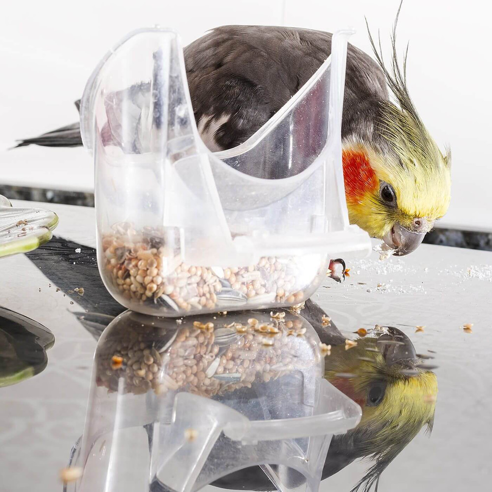 Red Millet Budgie Food for small Parrots and Parakeets