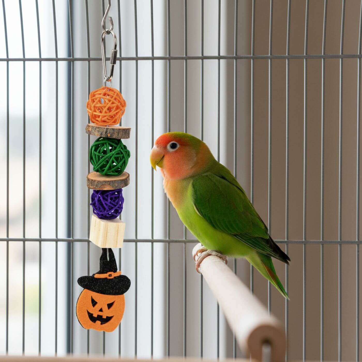 Lovebird playing with the Trick-or-Treat Kabob Halloween Parrot Toy