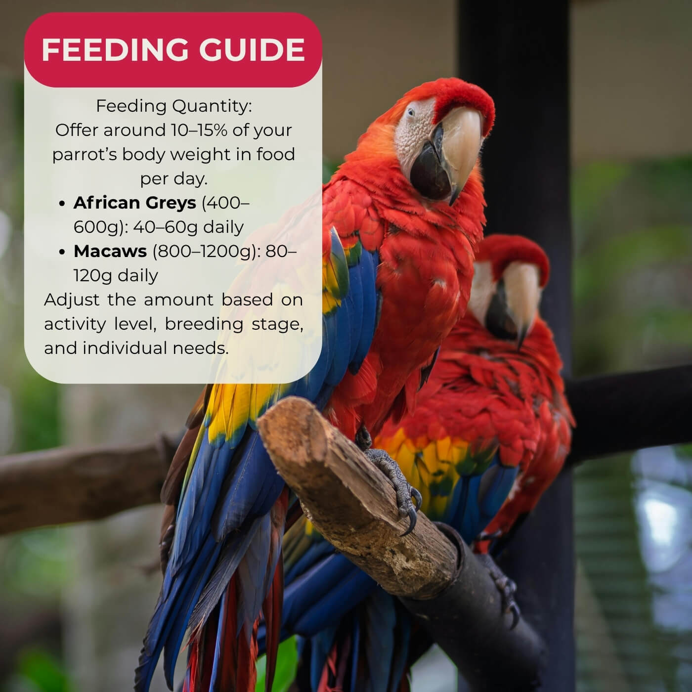 Askio Nature Parrot Breeding 3 Food Formula Feeding Guide