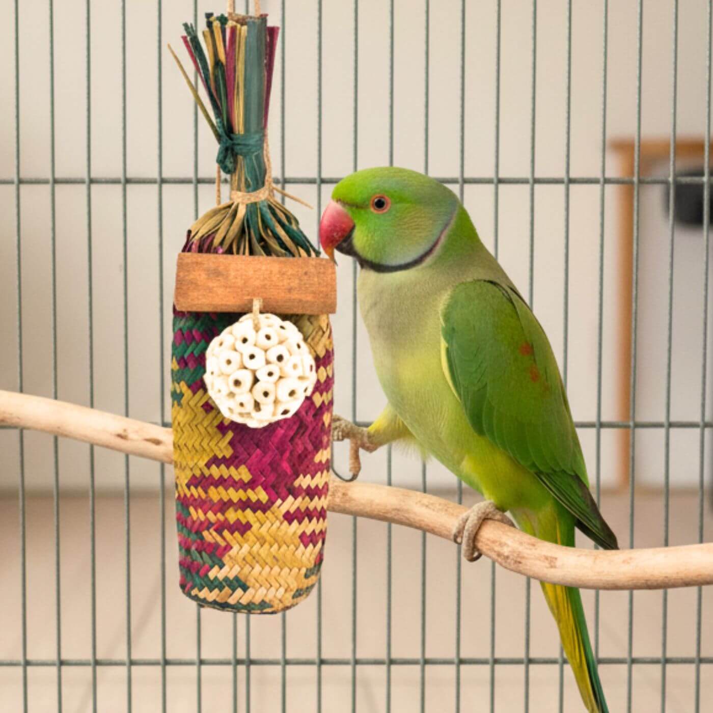 Indian Ringneck with the Vanilla Grass Pinata Toy