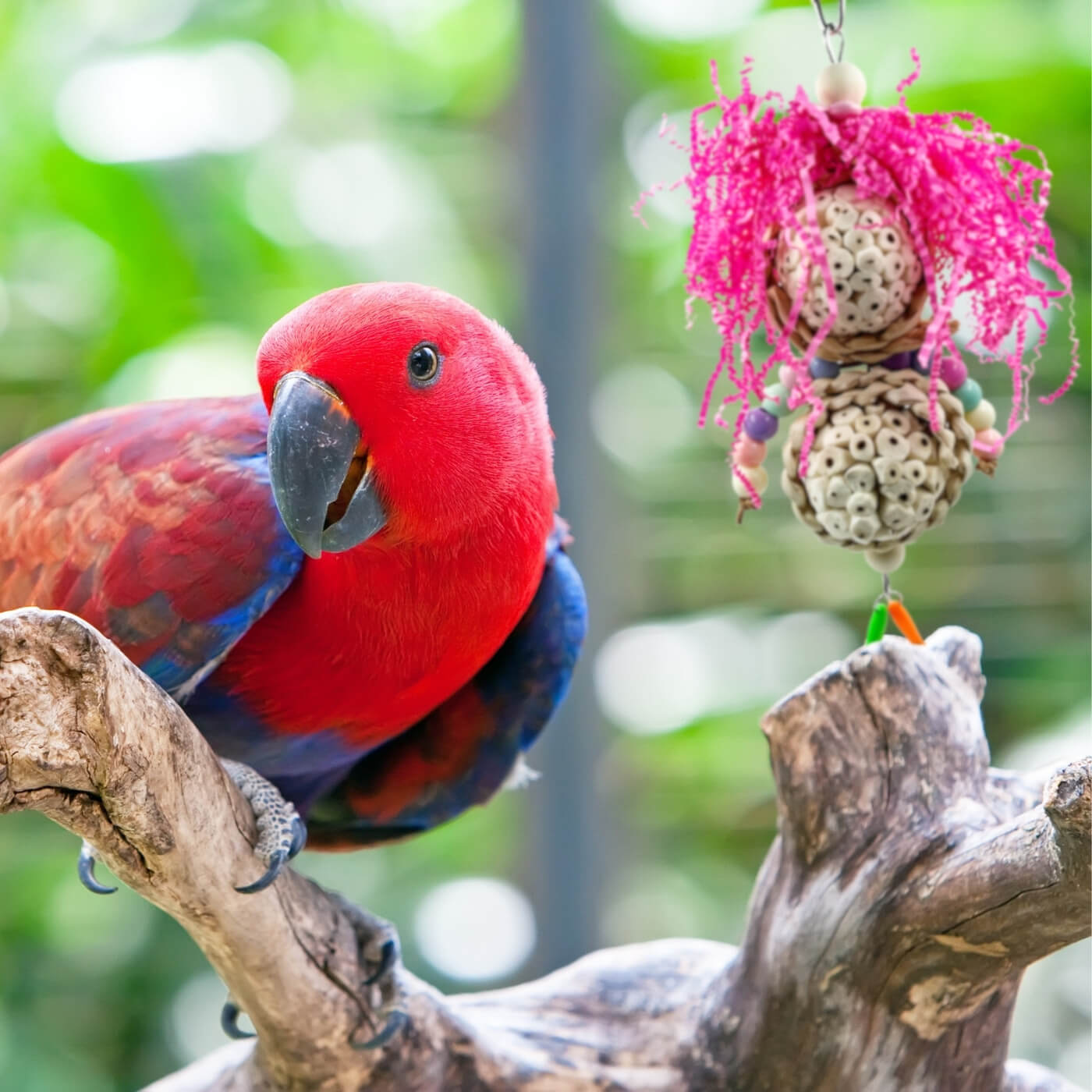 Eclectus with the Crazy Hair Buddy Parrot Toy