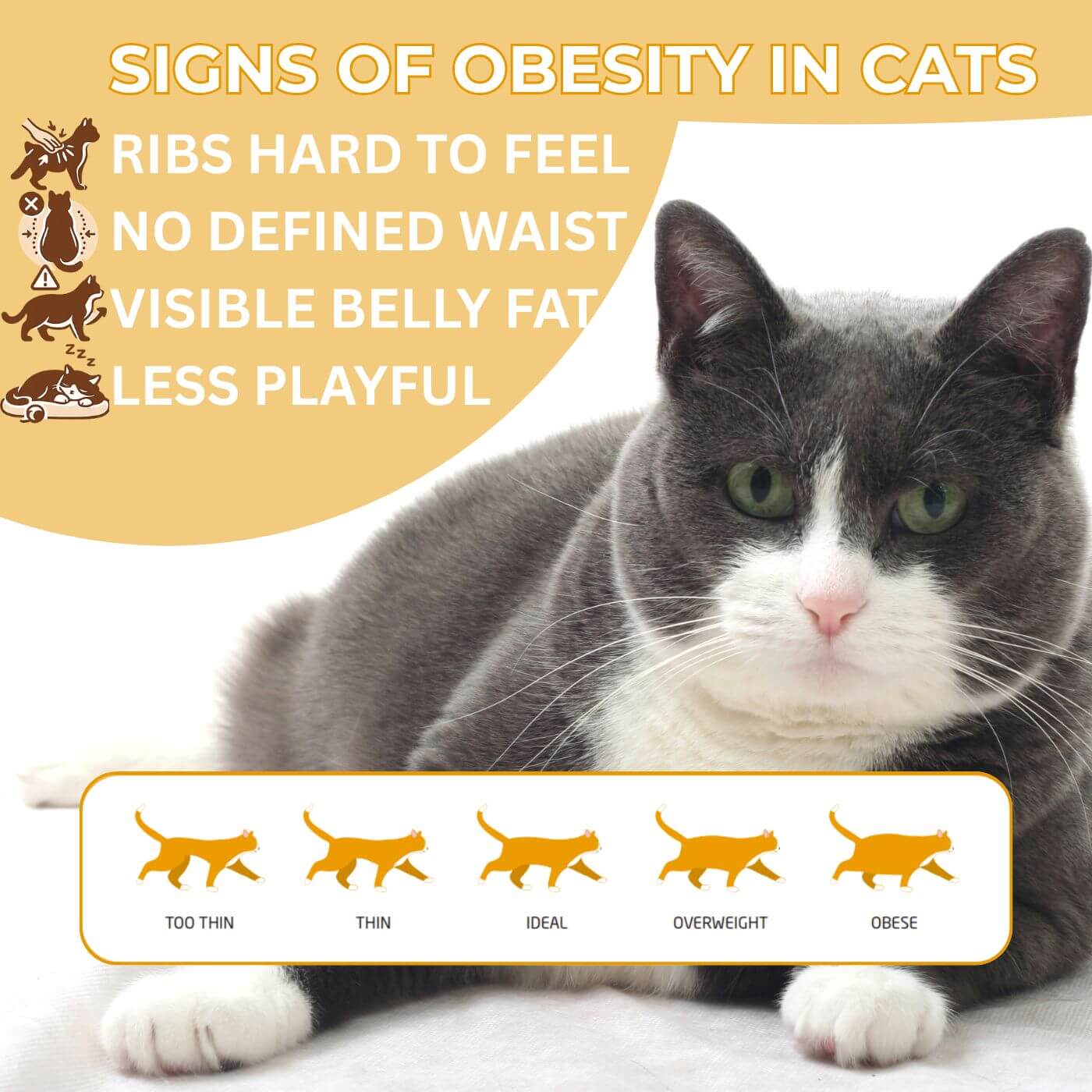 Glyfeline High Fibre Cat Supplement for Weight and Glucose Support