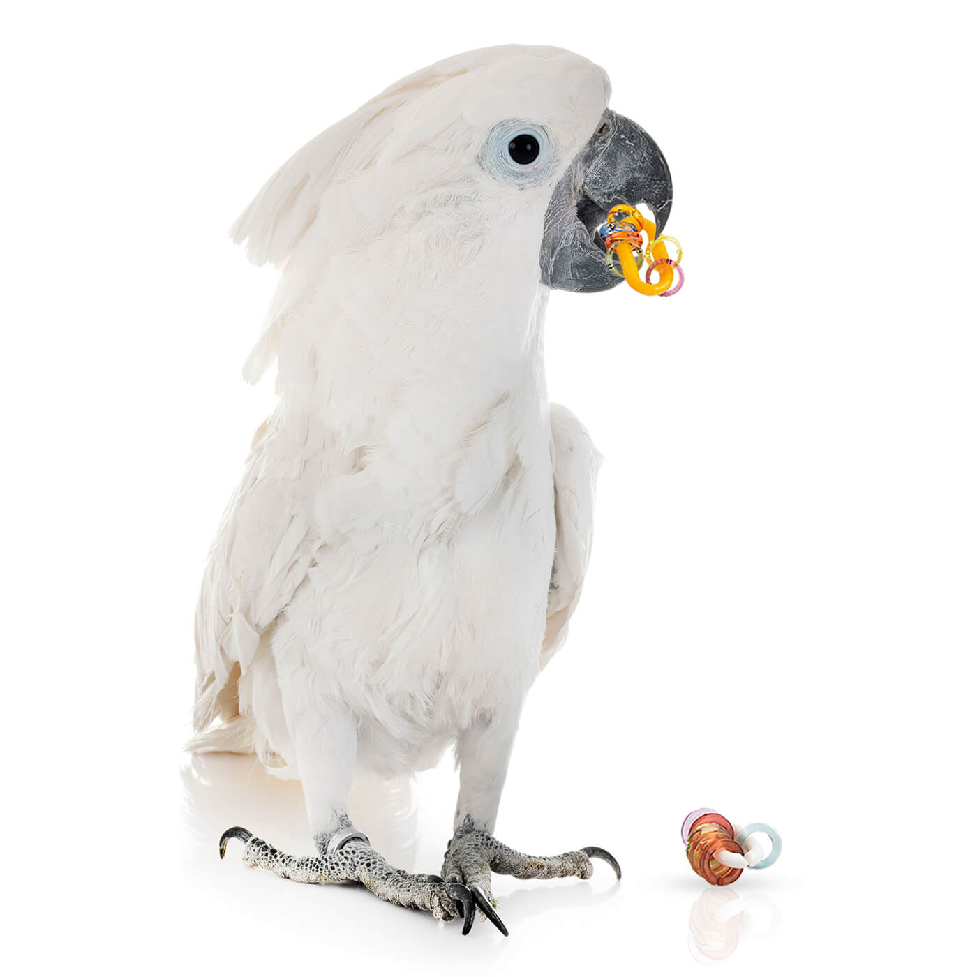 Chain Links Rattle Foot Parrot Toy for Pet Birds