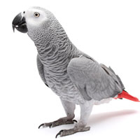 African Grey Parrot