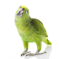 Amazon Parrot